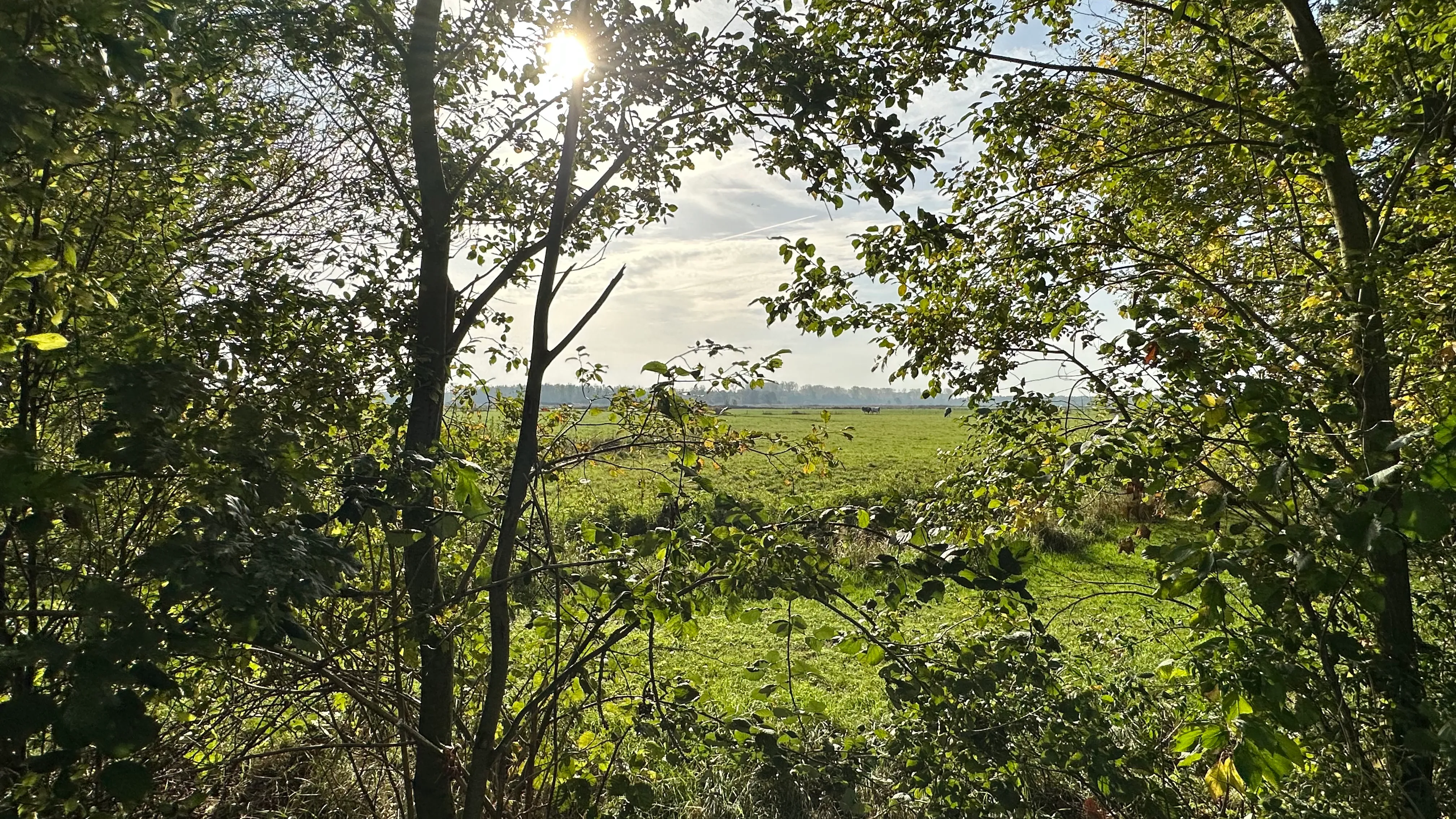 Natuur op de Veluwe